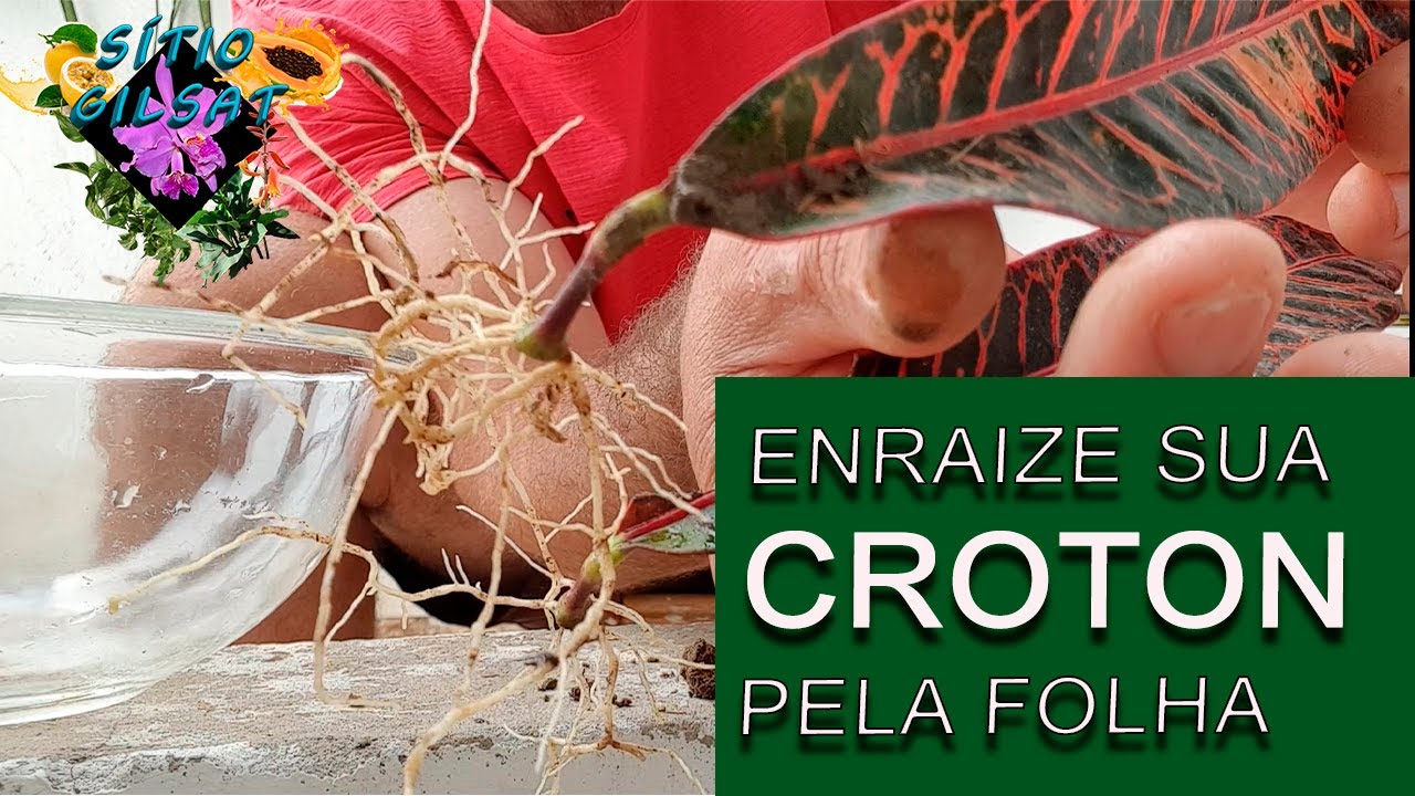 Como enraizar CROTON pela Folha super dica