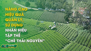 Nâng cao hiệu quả quản lý, sử dụng nhãn hiệu tập thể “Chè Thái Nguyên” | Thái Nguyên TV