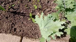 Cabbage White butterflies: natural controls