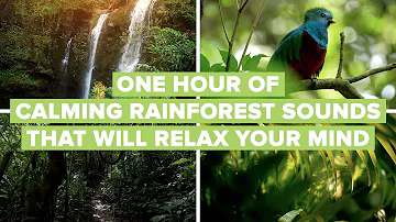 One Hour Of Calming Rainforest Sounds That Will Relax Your Mind