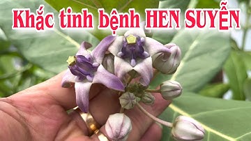 Khắc tinh bệnh HEN SUYỄN. PHAN HẢI Channel