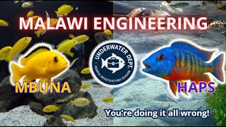 Malawi Engineering Aquascaping For Mbunas Vs. Haps What You Must Know