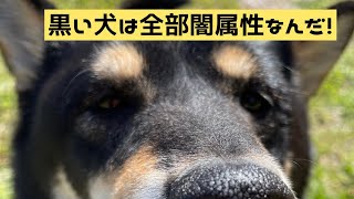 黒いからきっと闇属性の犬だね！(小並感)#柴犬 by 黒柴 こしあんチャンネル shiba Koshian 423 views 2 years ago 44 seconds