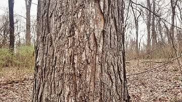 Sugar Maple/Red Maple mature bark comparison
