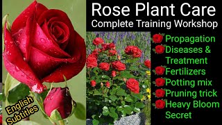Top 5 Rose Growing Secrets | Rose Care Training | Tips For Heavy Flowering | Diseases & Treatment