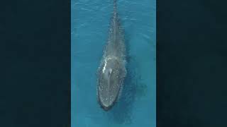 the biggest breath on earth