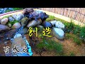 4K トロ舟で作る小川のせせらぎビオトープ 立ち上げ編