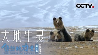《自然的力量·大地生灵》第5集 雪域高原上演动物版“速度与激情”捕食还是被捕看它们如何生存The Power of Nature EP5【CCTV纪录】