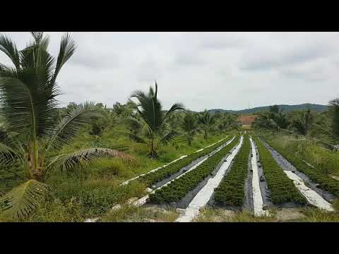 Java Tea(Orthosiphon Stemineud) Plantation
