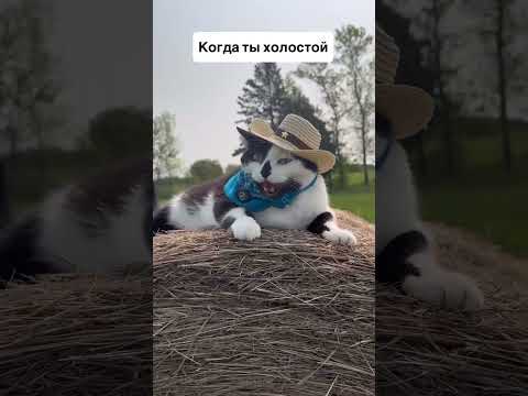 #изобилие #cat #балансвселенной #мем #лекциипоотношениям #силасознания #юмор #психологическоетрио