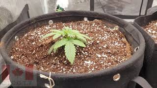 The Joe Pro's Grow Show (Transplanting) day 3 and 4 of the mars hydro fce3000