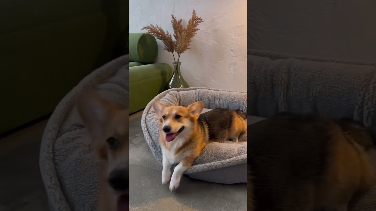 Овальний лежак Donut Fur Gray Овальний лежак Donut Fur Gray