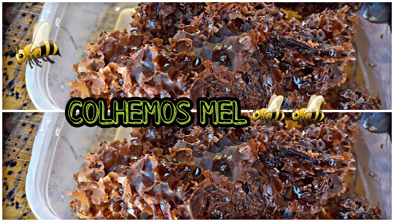 COLHENDO MEL DE  JATAI.