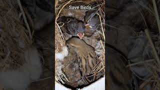 Sparrow Nest