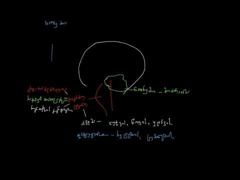 თავის ტვინი