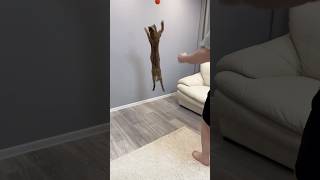 New gate Barcelona#cat #cats#serval#catlife#shorts #trending #viral