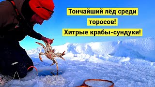 картинка: По локоть в прорубь за крабом!