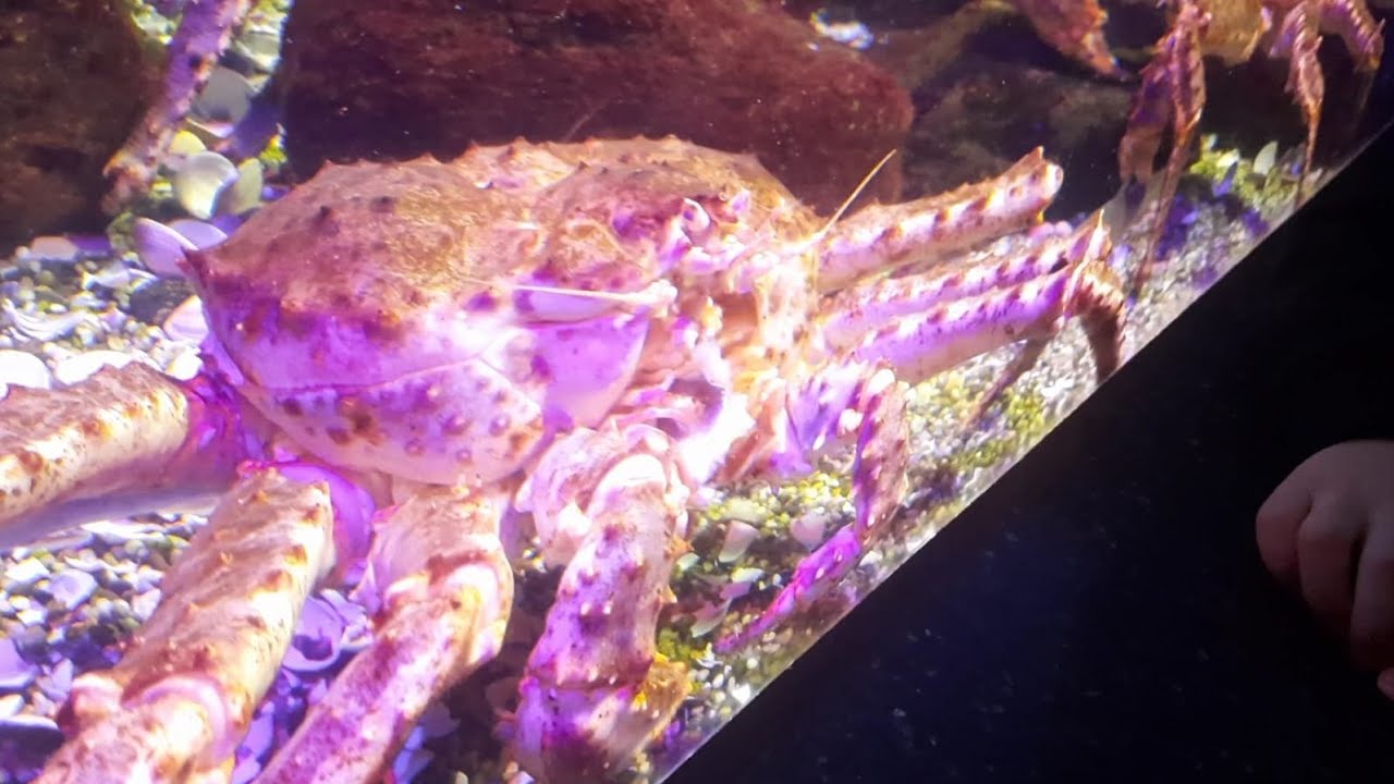 МОРСКОЕ ЧУДИЩЕ НЕ РАСПОЗНАНО) Морские и океанские жители в воде за ...