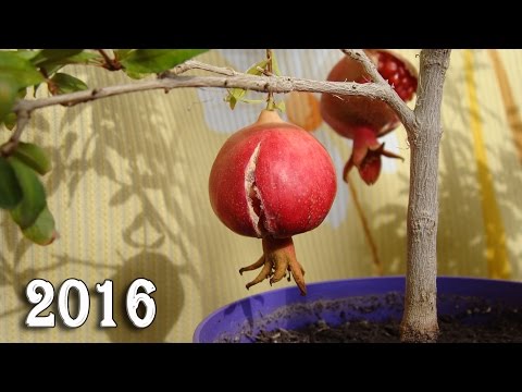 Гранат карликовый. Урожай 2016 / Punica granatum nana. Harvest of 2016