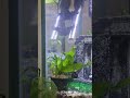 Red Rili Shrimp #remix #fishkeepinghobby #aquascapegallery #fishtank #trending