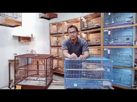 Menghitung UNTUNG RUGI...! memilih kandang ternak Kenari 