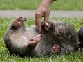 This Cute Wombat Is Very Friendly