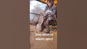 Заяц встал на защиту друга! Настоящий герой!
