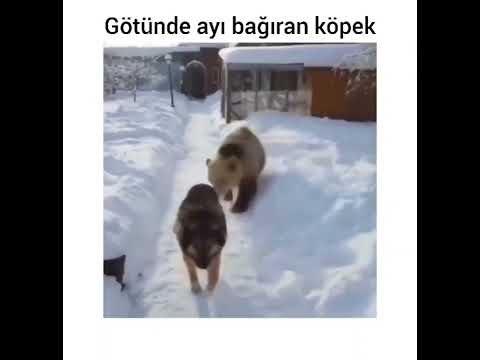 götünde ayı bağıran köpek