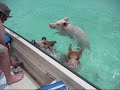 Swimming Pigs in the crystal clear sea of the Bahamas