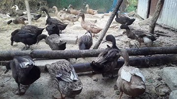 Modern Duck Farming Technology - Salted Duck Eggs Make Method P399