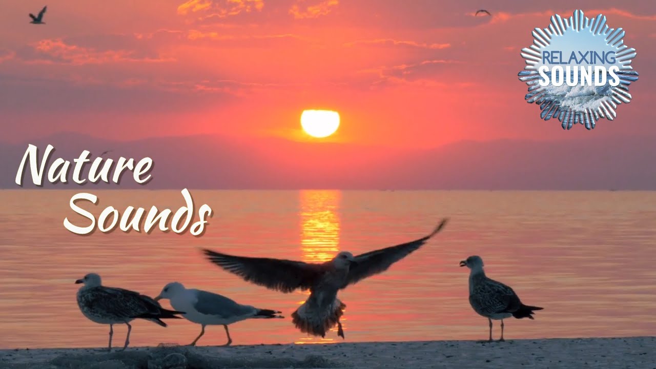 seagulls-sounds-ocean-waves-sounds-relaxation-youtube