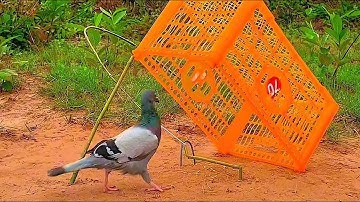 DIY Pigeon Trap Using Cardboard Box | Easy Underground Pigeon Trap | How To Make Bird Trap