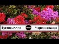 Бугенвиллия (черенкование). Bougainvillea.