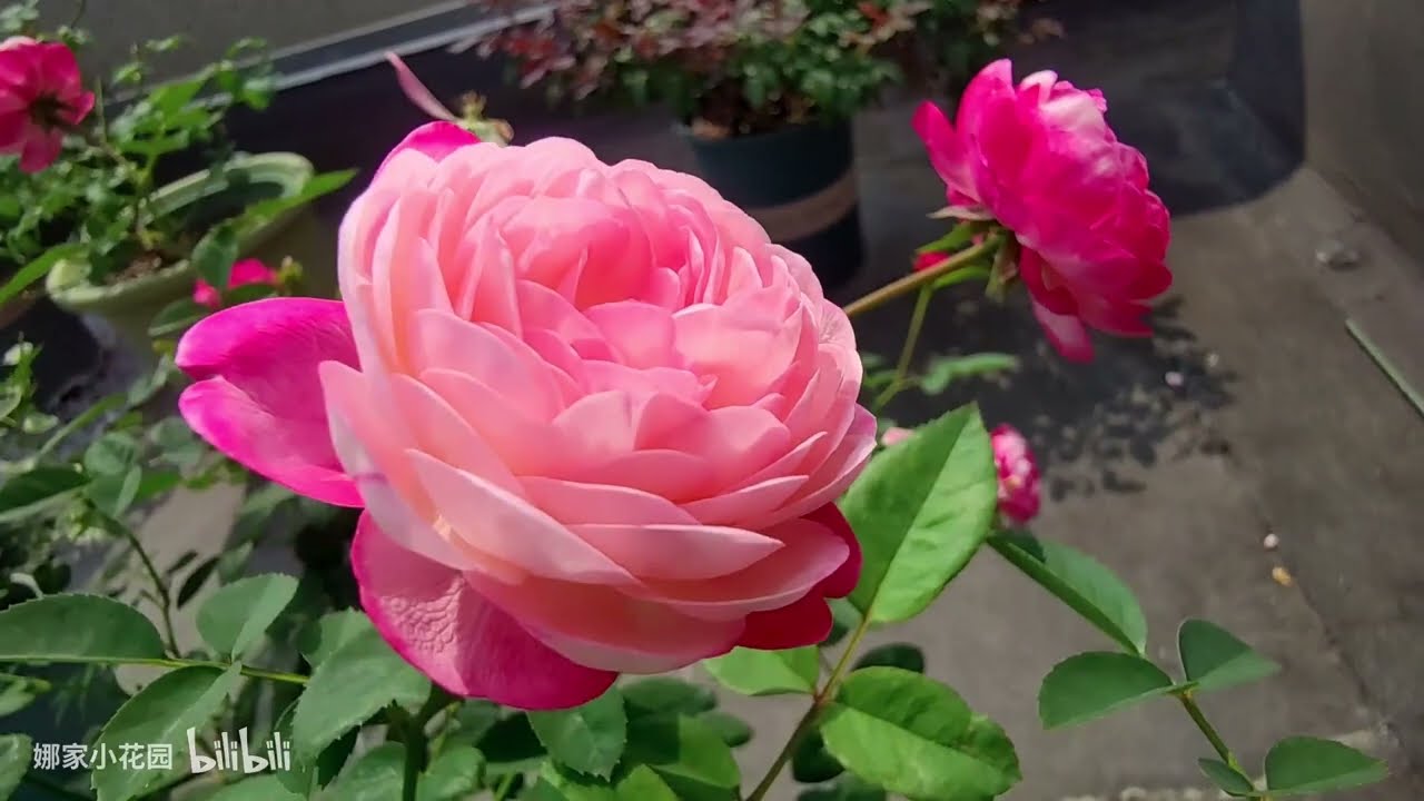 评点最耐热的前十五个月季品种（上）