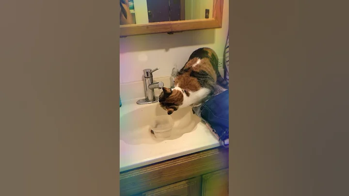 Kitty drinking that wata