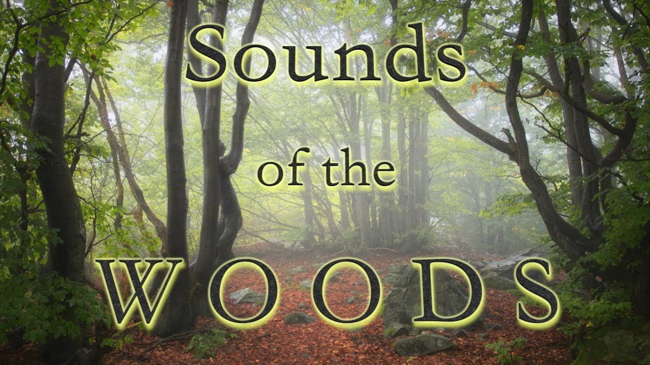 Relax - Meditative Sounds of the Woods - Forest Sounds - Woodland Ambience -  Bird Song
