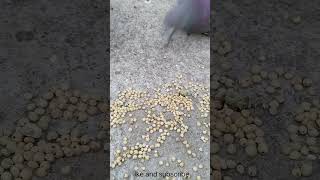 How Pigeon Seeds Eats shorts Bird Seeds Eating ytshorts trending youtubeshorts What Seeds Pigeon