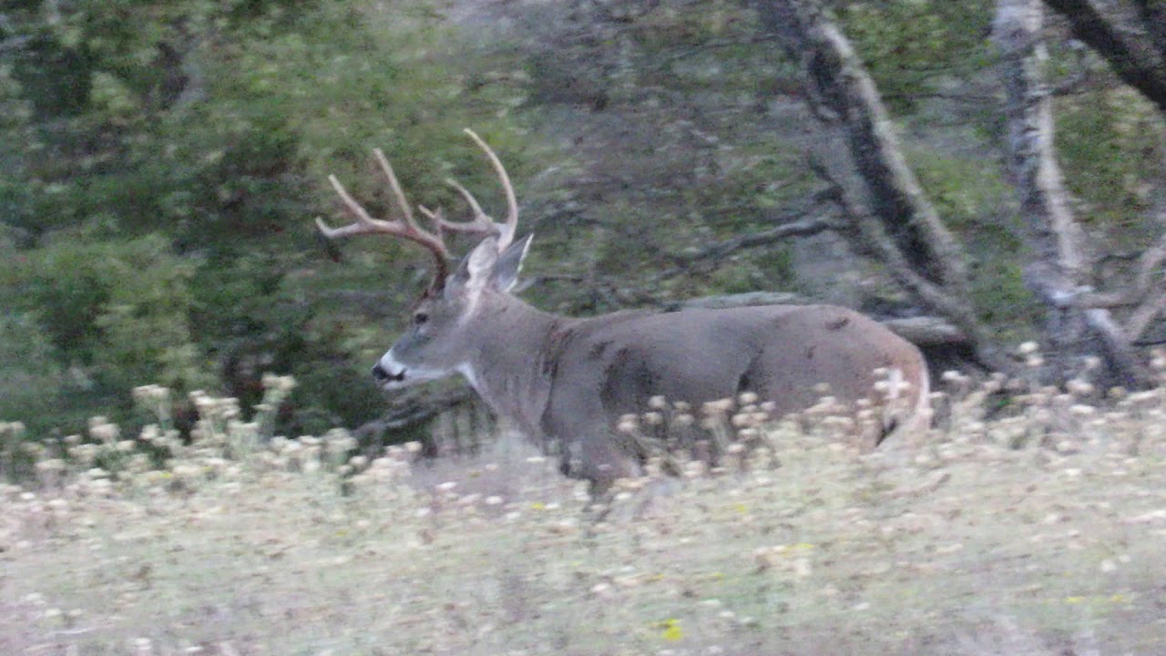 Crenwelge Ranch 2017 Deer on November 21st YouTube