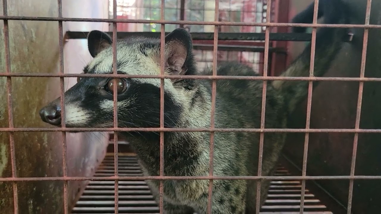 Khi nào mới sử dụng thuốc kích lên giống| Chồn Hương Thuần Hóa.