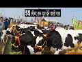 55 लीटर तक दूध देने वाली HF गाय @ Khanna Mandi Punjab | HF cow for sale