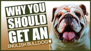 ENGLISH BULLDOG! 5 reasons why you SHOULD get an ENGLISH BULLDOG