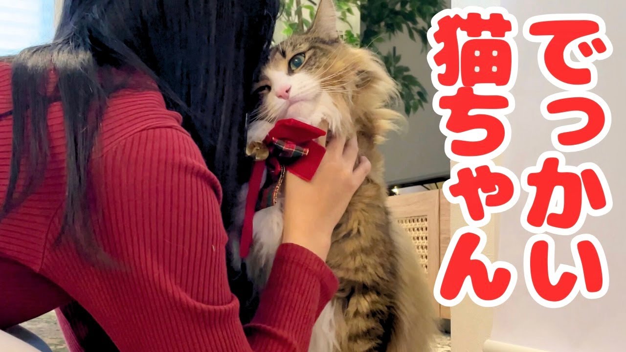 デカ猫と過ごすクリスマスがもふもふ祭りで最高すぎました…