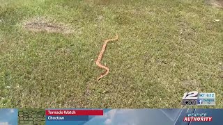 Snakes are slithering around as temperatures rise, what you need to know