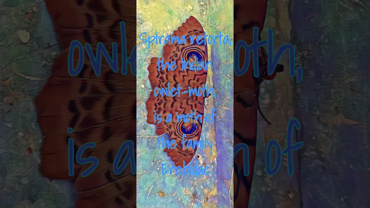 short# Indian owlet-moth