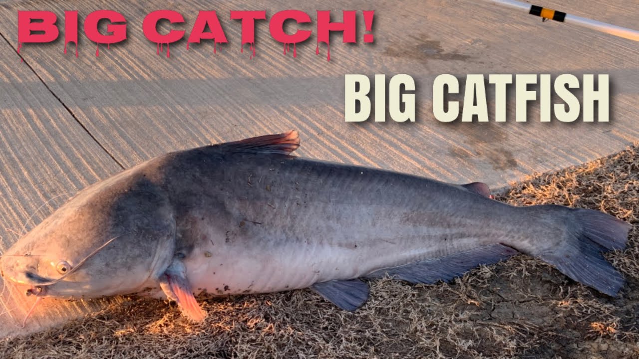 ⁣BIG CATFISH // CATFISH // PEOPLE AND BLOGS CHANNEL