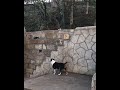 КАК ПРЫГАЕТ МИНИ БУЛЬТЕРЬЕР / MINI BULLTERRIER JUMP