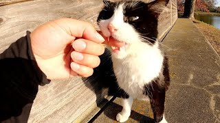 小屋の裏にいたハチワレ猫をモフろうとしたら、指をザリザリと舐めてきた
