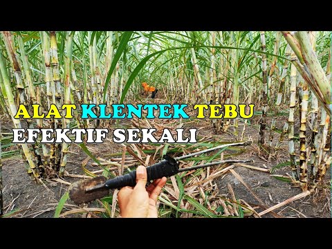 Video: Di mana harus memotong daun tebu yang bodoh?