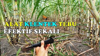 Manfaat Klentek Tebu || Uji Coba Alat Klentek Tebu bagi Pertumbuhan Tanaman Tebu