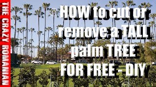 How to CUT or Remove  a Tall Palm tree for free!